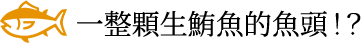 一整顆生鮪魚的魚頭！？