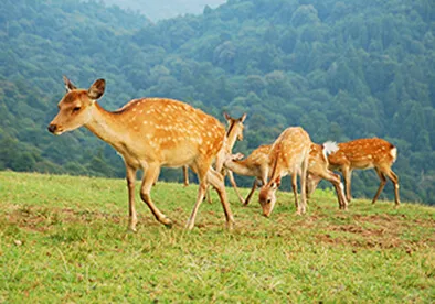 Nara
