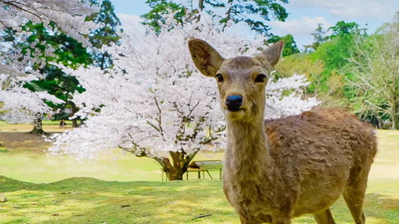 Nara