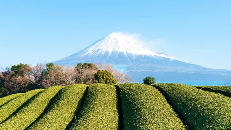 Shizuoka