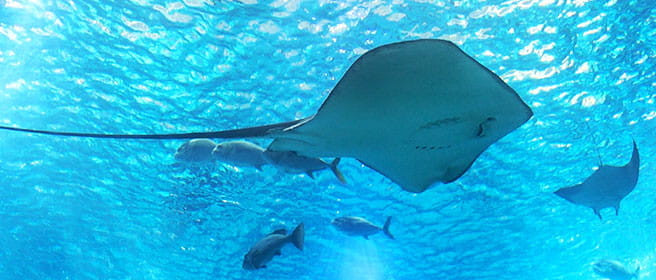 Entertainment・Amusement