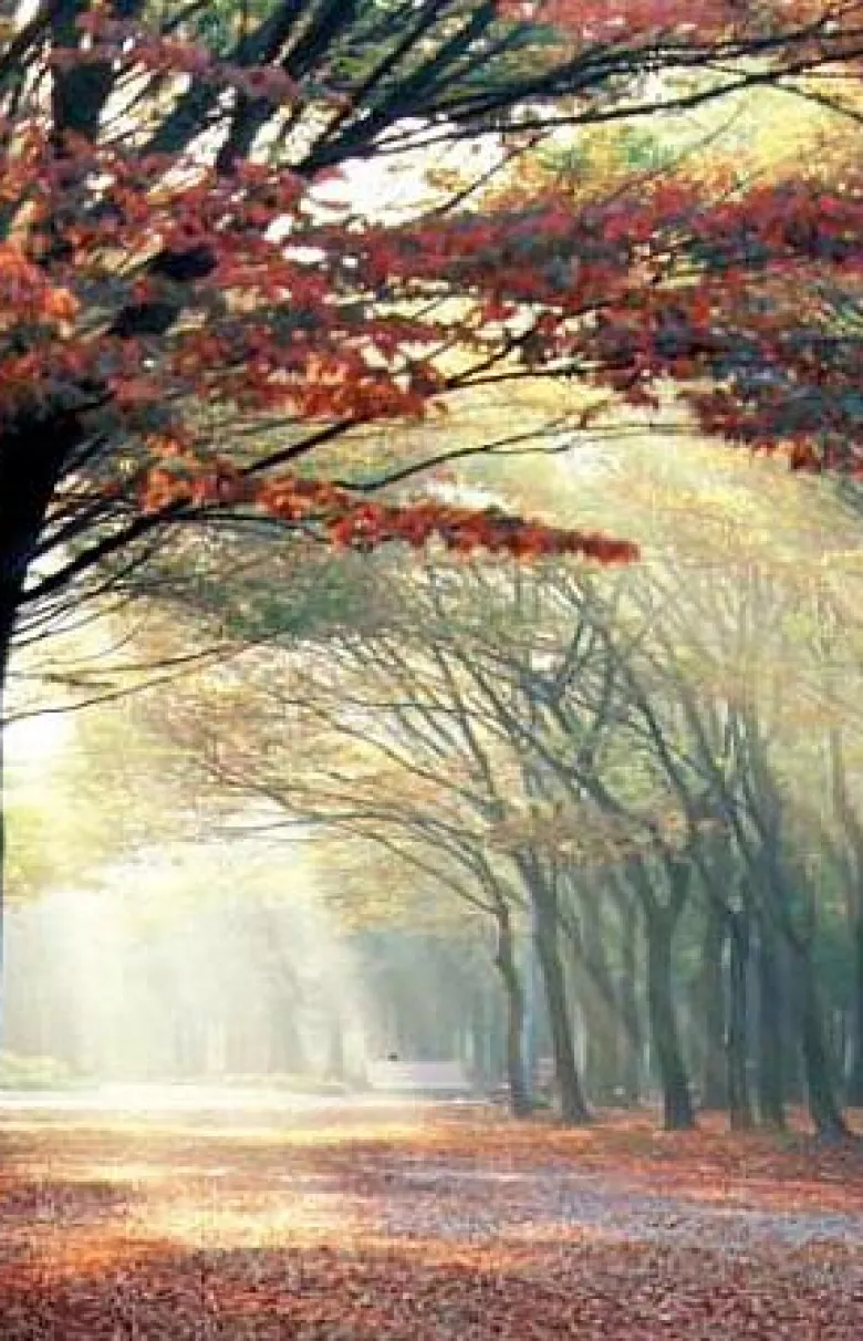 shiga test
