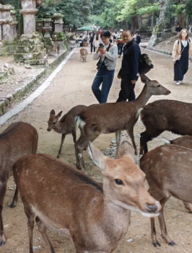 GYG:奈良：3時間でわかる奈良の見どころ