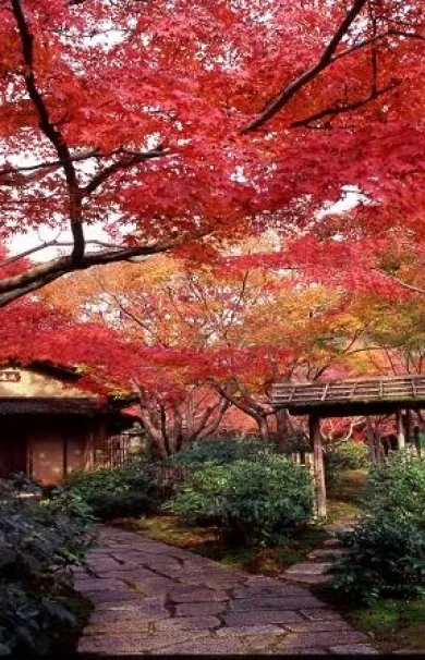 茶農家暮らし&絶景体験